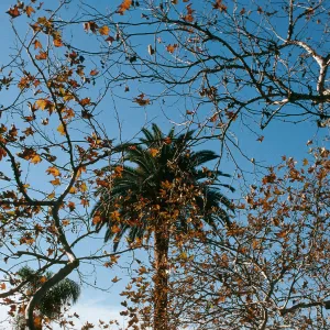 CA, San Juan Capistrano, Trees: Trunks and bark-Education Center, tree + palm