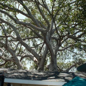 CA, Santa Barbara, Trees: Trunks and bark- Ryan s Restaurant, tree