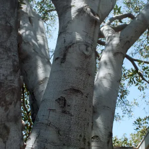 CA, Santa Barbara, Trees: Trunks and bark- Ryan s Restaurant, tree