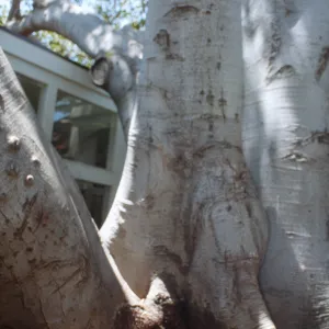 CA, Santa Barbara, Trees: Trunks and bark- Ryan s Restaurant, tree