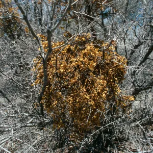 CA, Tree, Parasitic Growths- on Cuddy Valley Rd. parasitic growth