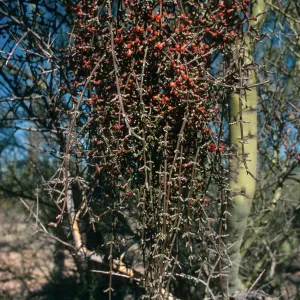 AZ, Tuscon, Tree, Parasitic Growths- Saguaro Ntl. Monument, veg. parasite, mistletoe, desert color