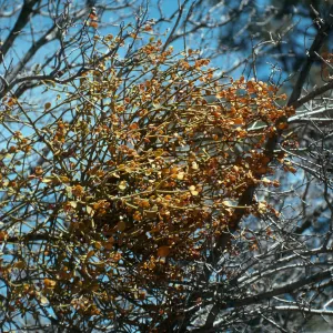 CA, Cuddy Valley Rd. Tree, Parasitic Growths- Mistletoe