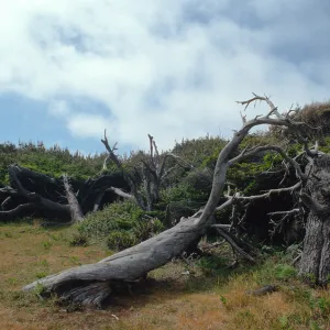 CA, Mendocino, Jug Handle State Reserve, Headlands, Nature Trail Loop, Cypress trees