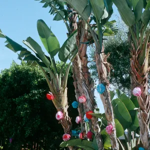 CA, San Juan capistrano, Mobile Home, decorated patio tree