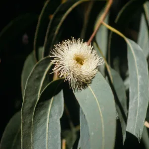 CA, Goleta, Eucalyptus Trees- Ellwood Eucalyptus grove, flower