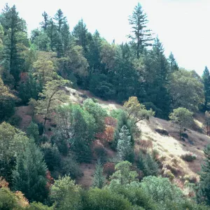 CA, Laytonville, Trees and landscape near Laytonville, pine trees