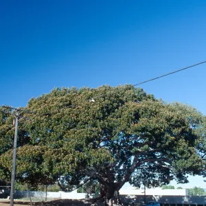 CA, Santa Barbara, Moreton Bay Fig Tree