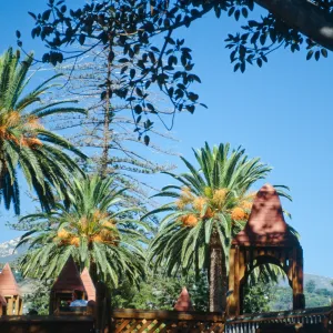 CA, Santa Barbara, Palm Trees- Alameda Park