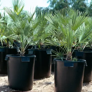 CA, Del Mar, Palm Trees- nursery