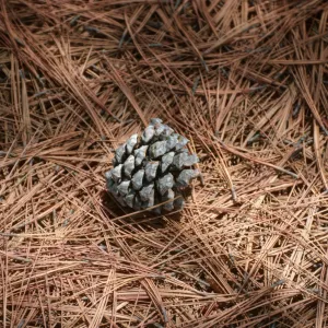 CA, San Diego, Trees, Cones- Torrey Pines State Reserve