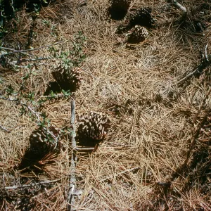 CA, Trees, Cones- Holcomb Valley
