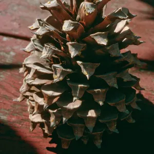 CA, San Juan Capistrano, Trees, Cones- from San Pedro Lake, pinecone