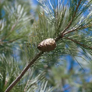 CA, San Juan Capistrano, Trees, Cones- Alipaz Mobile Home Park