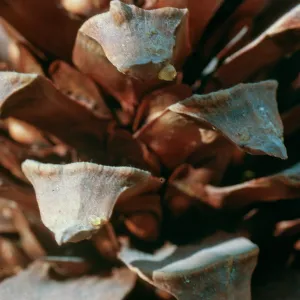 CA, San Juan Capistrano, Trees, Cones- from San Pedro Lake, pinecone