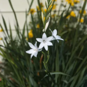 CA, Santa Barbara, garden, Watsonia