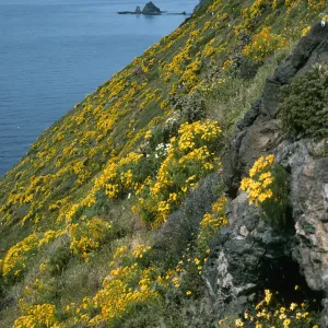 Coreopsis, South side near W. knife edge, Anacapa Is.