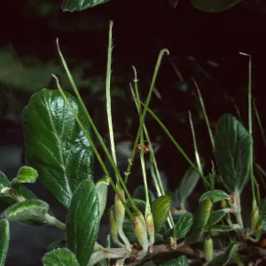 Cercocarpus traskiae, Wrigley Garden