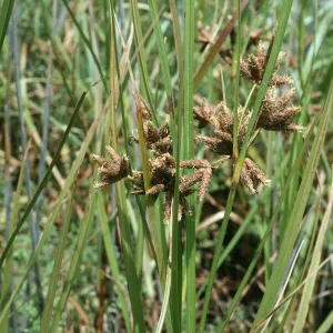 Scirpus robustus, Devereux Slough