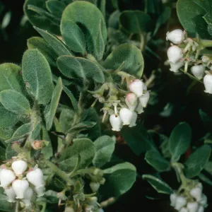 Arctostaphylos confertiflora ( Santa rosa island manzanita), SBBG Island section