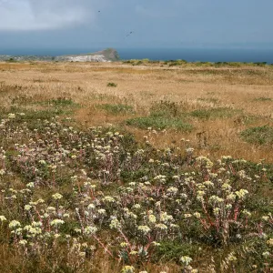 Dudleya (liveforevers), E. end near airfield, San Miguel Isl.