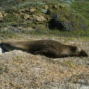 male elephant seal, N. end of Simonton Cove, San Miguel Island