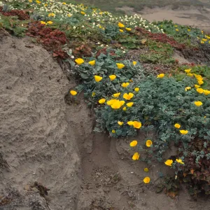 Eschscholzia californica, W. side of Carrington Point, Santa Rosa Island