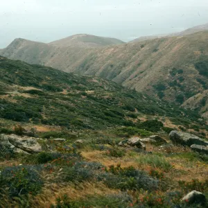 chaparral, South Point Peninsula, Santa Rosa Island