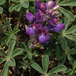 Lupinus succulentus, Carrington Point, Santa Rosa Island