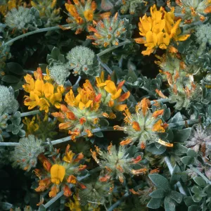 Lotus argophyllus ornithopus, NE Coastal flats, San Nicolas Island