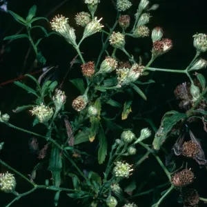 Baccharis plummerae, Prisoners Harbor, Santa Cruz Island