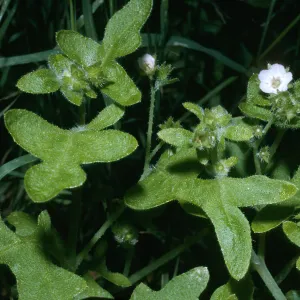 Pholistoma racemosa, Santa Cruz Island