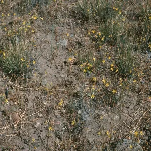 Bloomeria, ridge along valley peak road, Santa Cruz Island