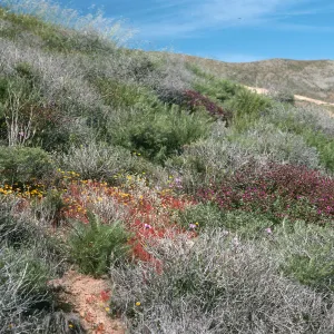 coastal sage scrub, Upper Pozo Rd., Santa Cruz Island