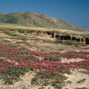 Orthocarpus purpurascens, near Point Flats, Santa Cruz Island