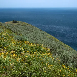 Encelia, just W. of Montanon Canyon, Santa Cruz Island