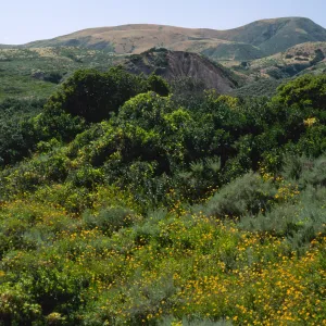 Encelia californica, south side just W. of Montanon Cyn.