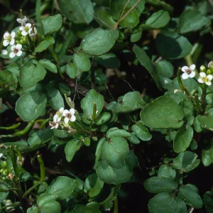 Thompson Reservoir, Santa Catalina Island