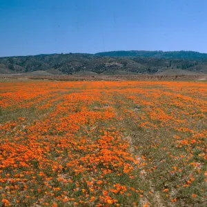 Poppy field (California Poppy)