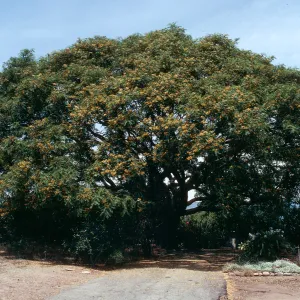 Tipuana Tipu on 771 La Buena Tierra