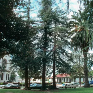 Sequoia sempervirens (Coast Redwood) , West Alameda Plaza. King Albert planted in 1919