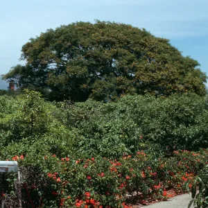 Tipuana Tipu on 771 La Buena Tierra