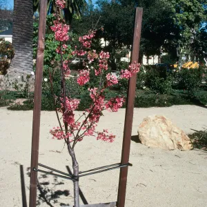 Young tree in Alice Keck Park Memorial Gardens