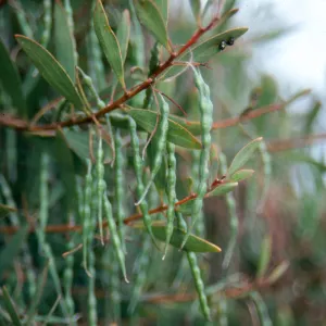 Skinny, green seed pods hang from slender, brown stems among oval-shaped leaves. 