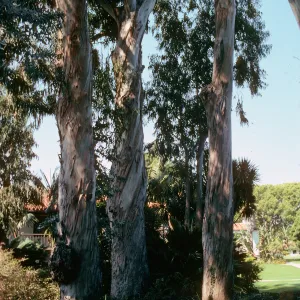 Three trees with twisting, peeling pale bark stand at the edge of a small patch of grass.