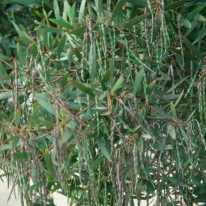 Skinny green and brown seed pods hang from slender branches among pointed, narrow leaves. 
