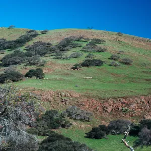 Sheep near Peak 1848, Santa Cruz Island