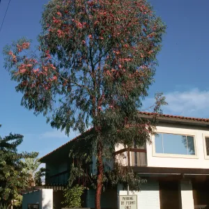 Eucalyptus