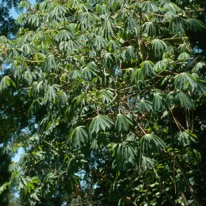 Franceschi Park near Tipu