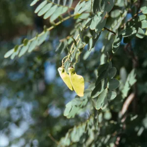 Tipuana Tipu, State Street near filling station